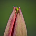 Tulpe mit Bewohner ( Kürbisspinne )