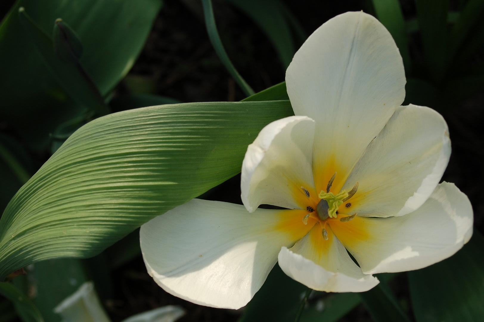 Tulpe mit Blatt