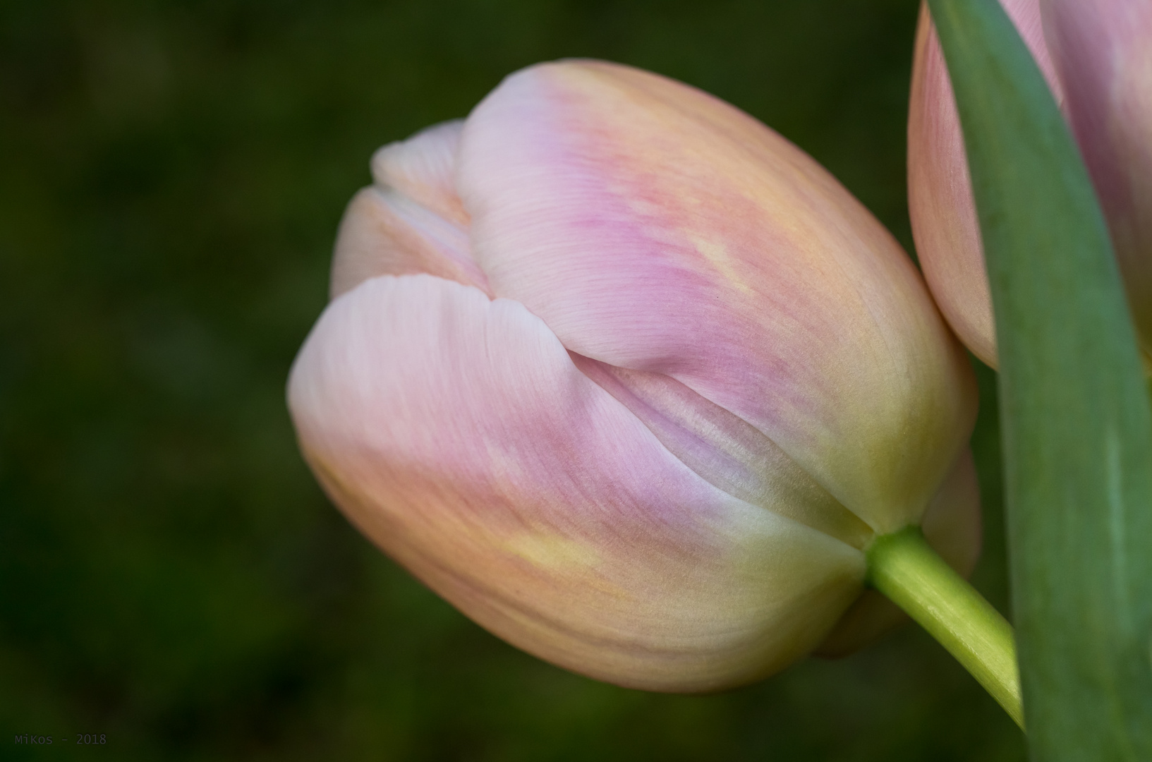 Tulpe mit Blatt