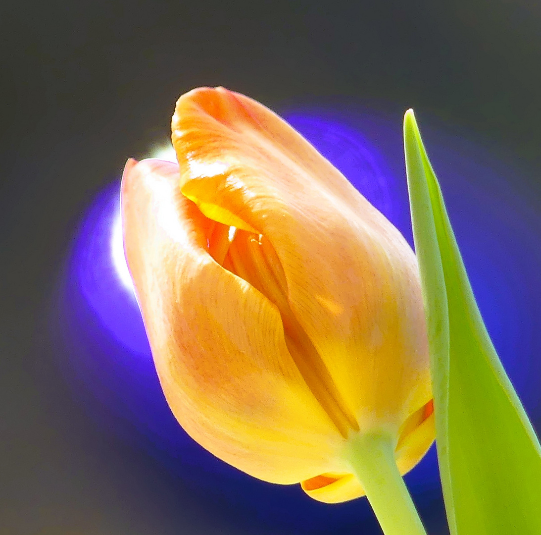Tulpe mit blauer Kugel