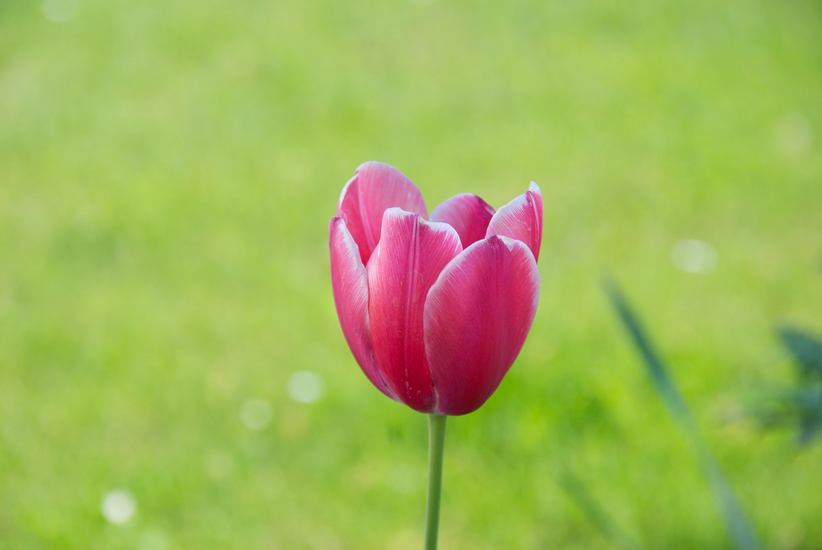 Tulpe mit Bokeh