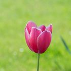 Tulpe mit Bokeh