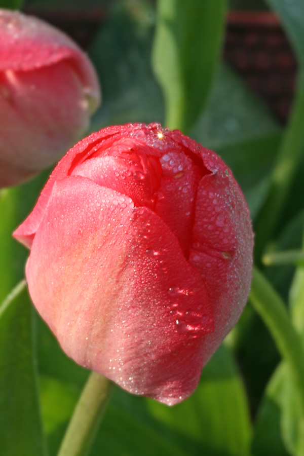 Tulpe mit Brilli