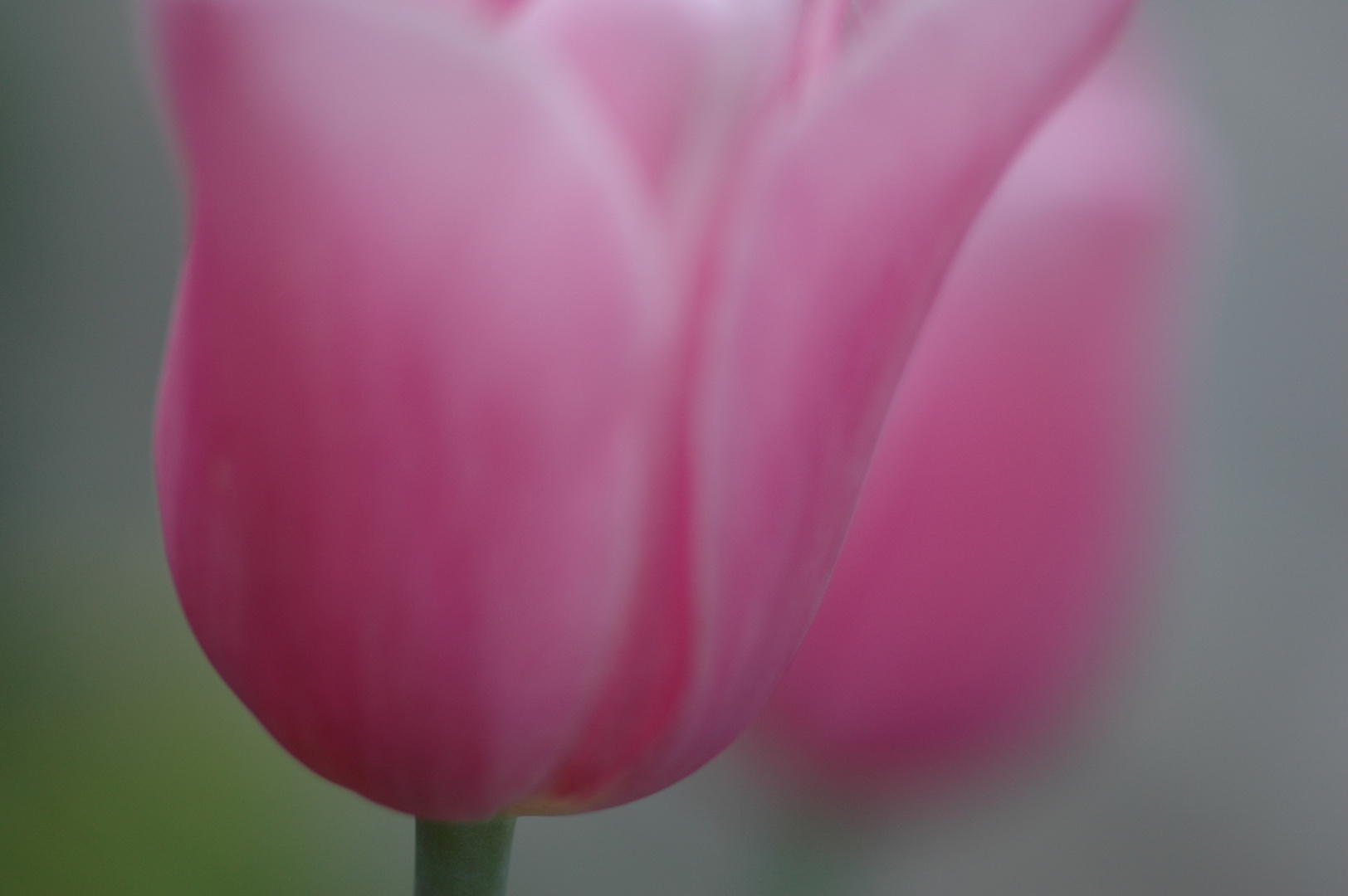 Tulpe mit dem Hintergrund verschmelzend