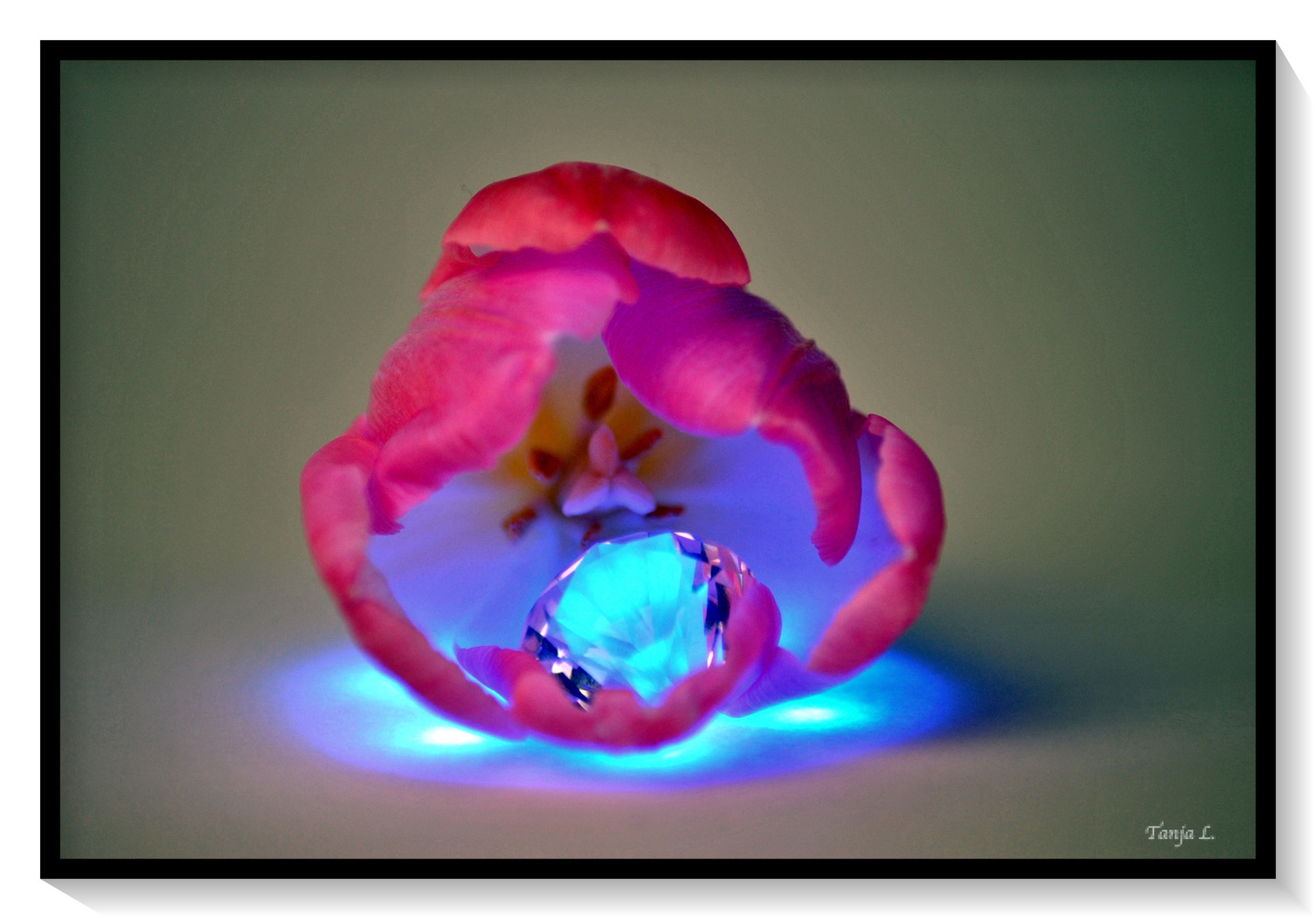 Tulpe mit Diamant