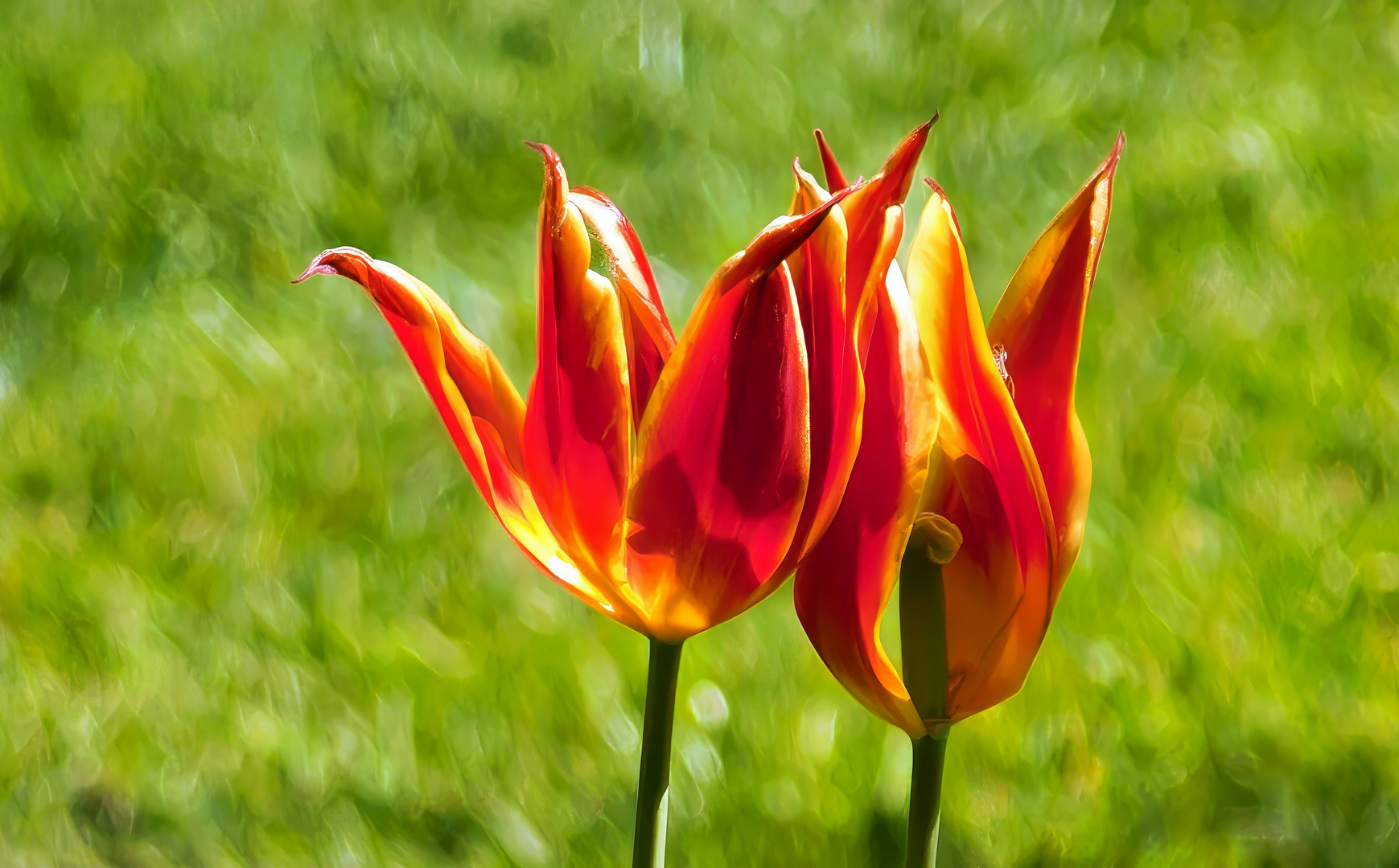 Tulpe mit Durchblick