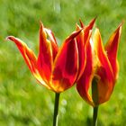 Tulpe mit Durchblick