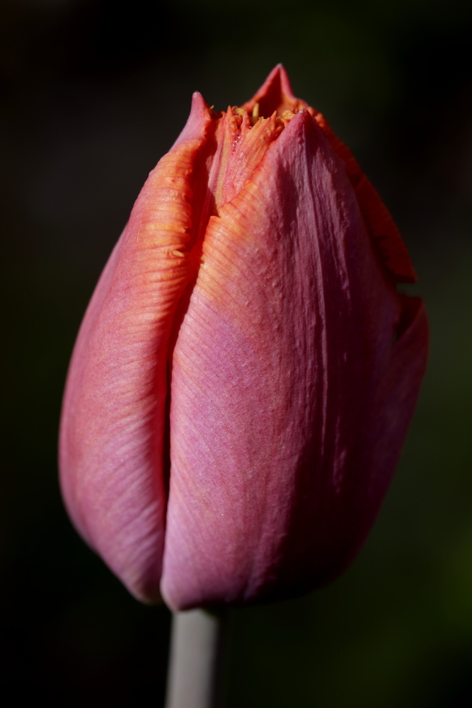 Tulpe (mit einem kleinen Wassertropfen als Rest vom Regen)