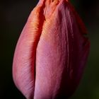 Tulpe (mit einem kleinen Wassertropfen als Rest vom Regen)