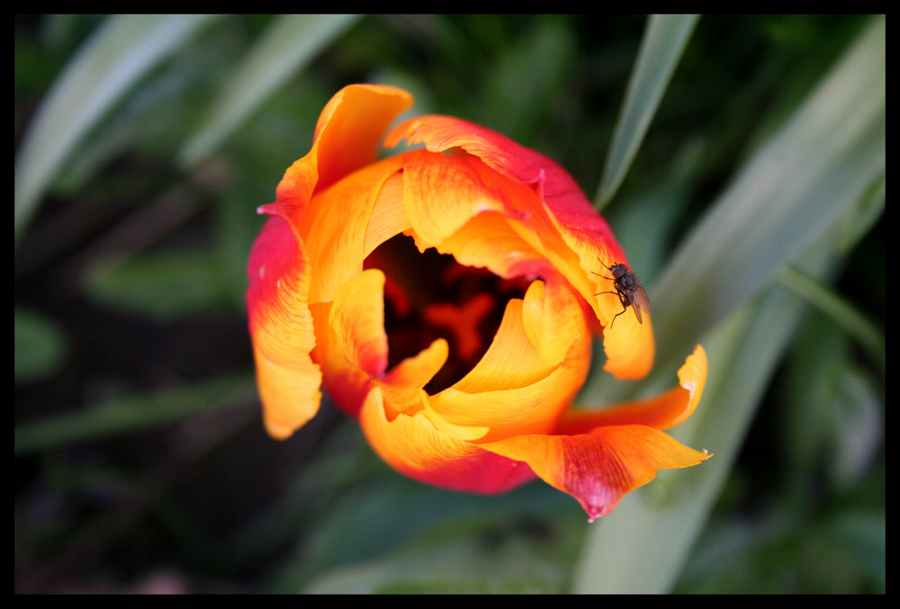 Tulpe mit Fliege