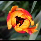 Tulpe mit Fliege