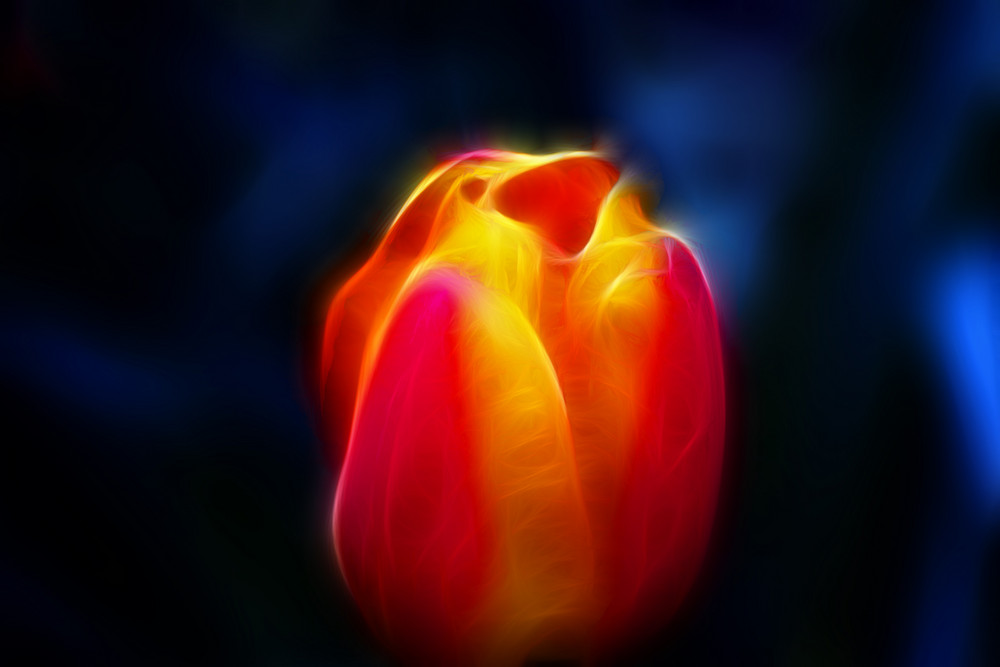 Tulpe mit Fractalius Filter