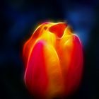 Tulpe mit Fractalius Filter