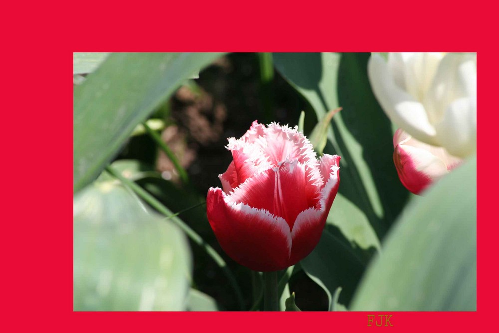 Tulpe mit Fransen