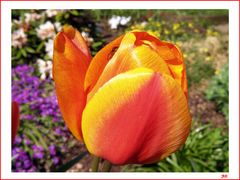 Tulpe mit Gast