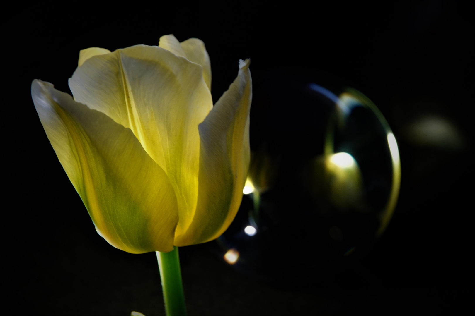 Tulpe mit Glaskugel im Dunkeln