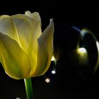 Tulpe mit Glaskugel im Dunkeln