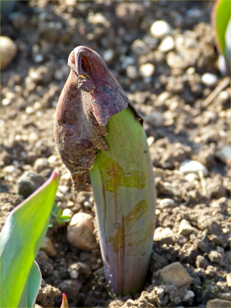 TULPE MIT HUT(ZWIEBELHAUT)