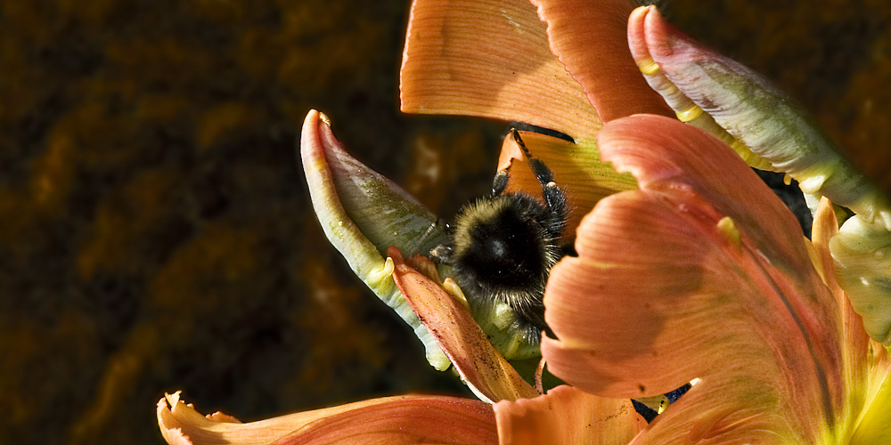 tulpe mit inhalt