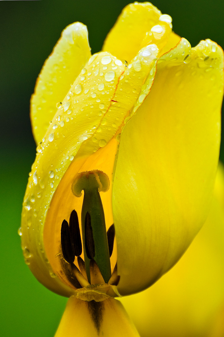 Tulpe mit Innenleben