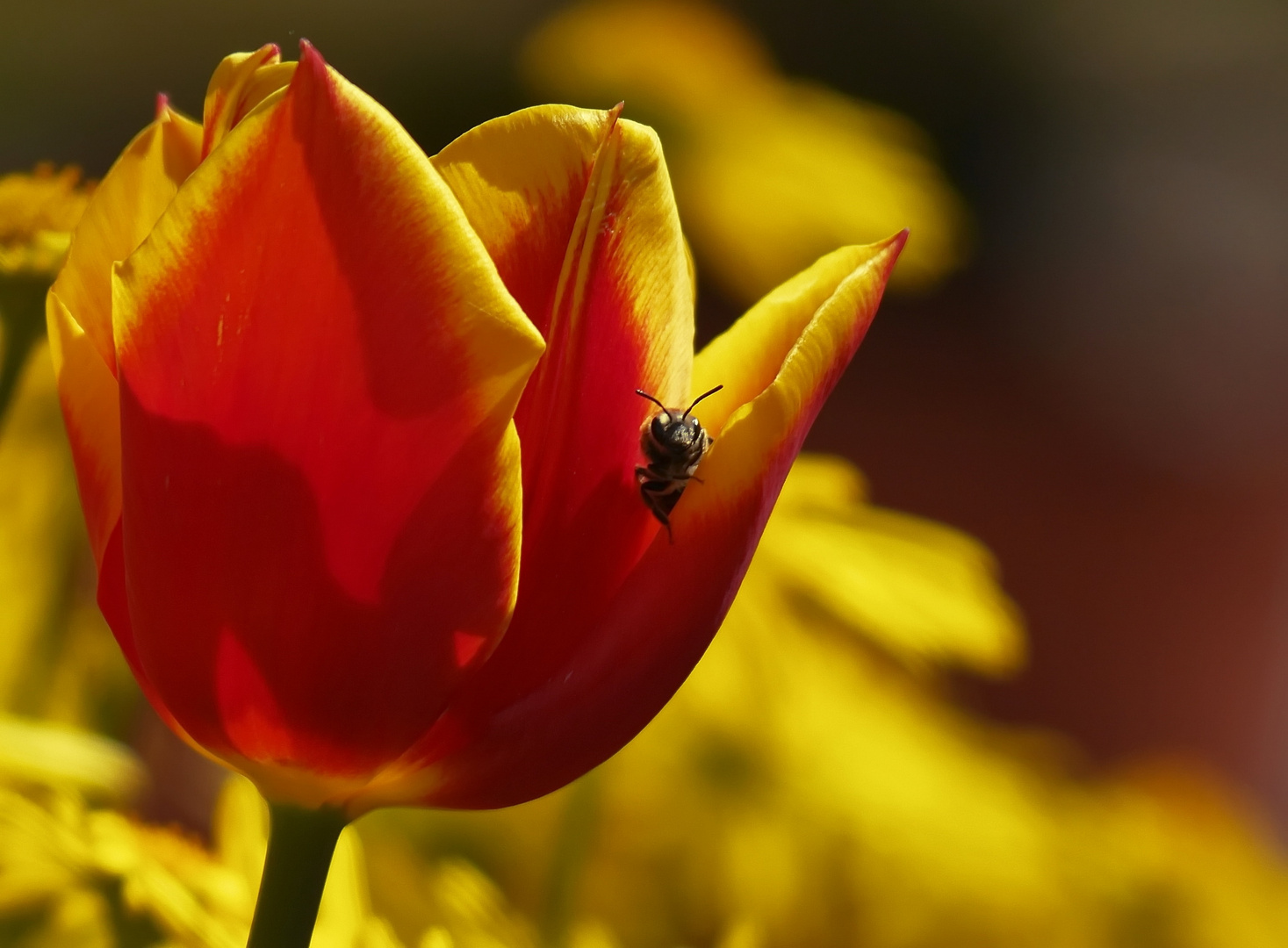 Tulpe mit Insekt