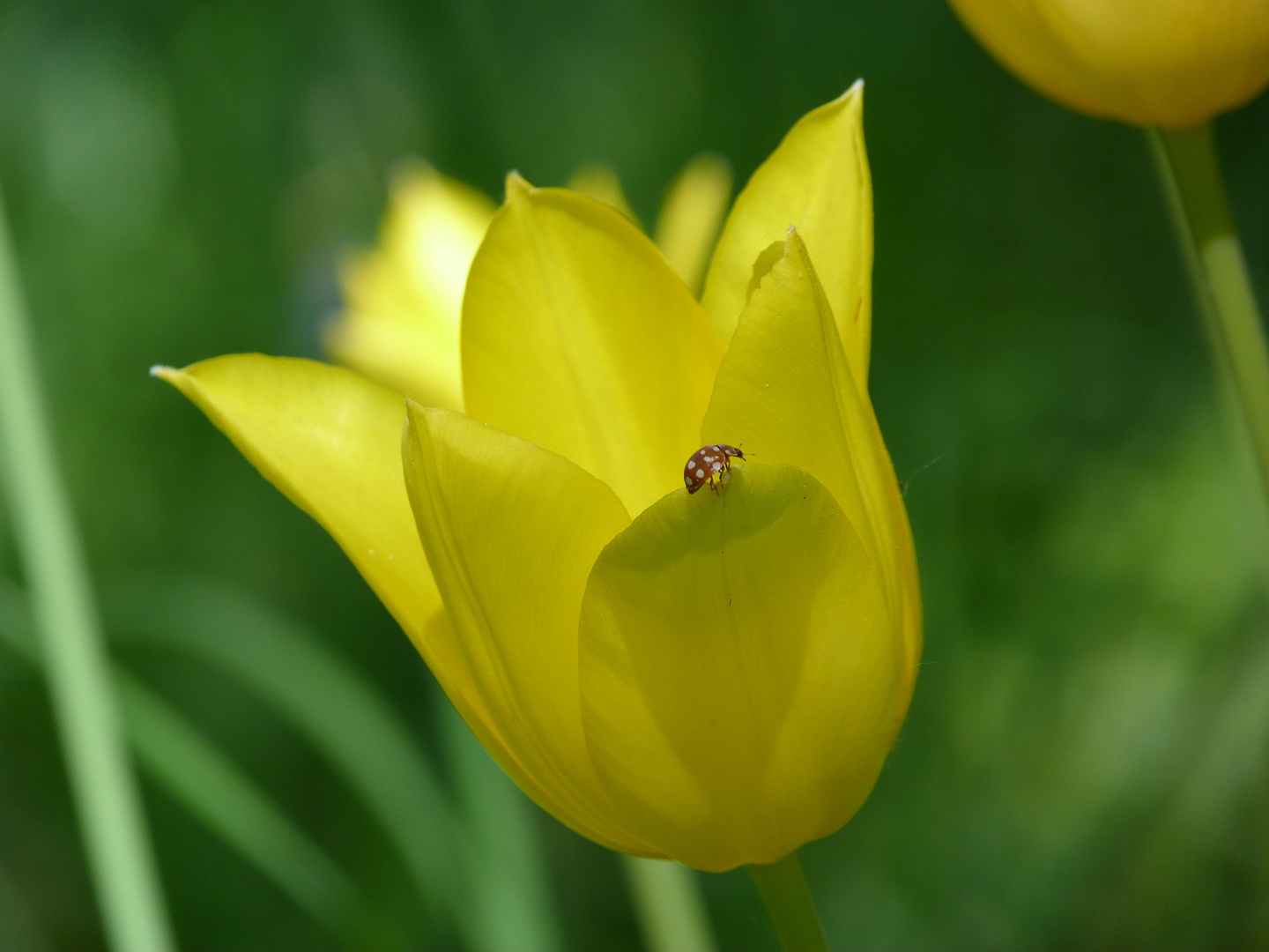 Tulpe mit Käfer