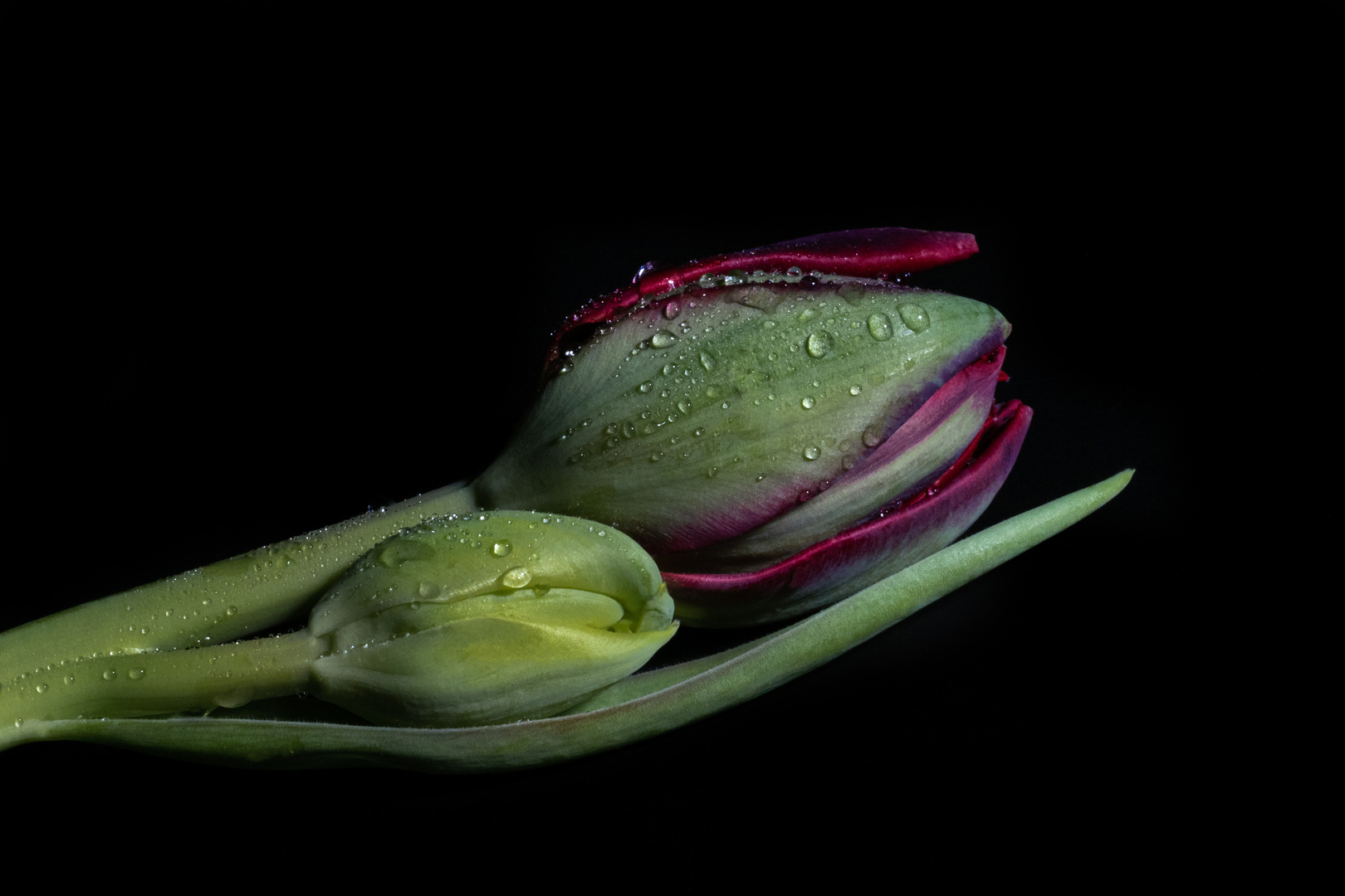 Tulpe mit Knospe vor dunklem Hintergrund