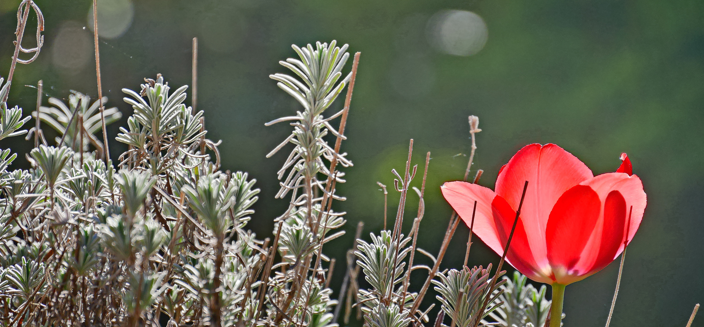 Tulpe mit Lavendel