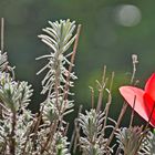 Tulpe mit Lavendel