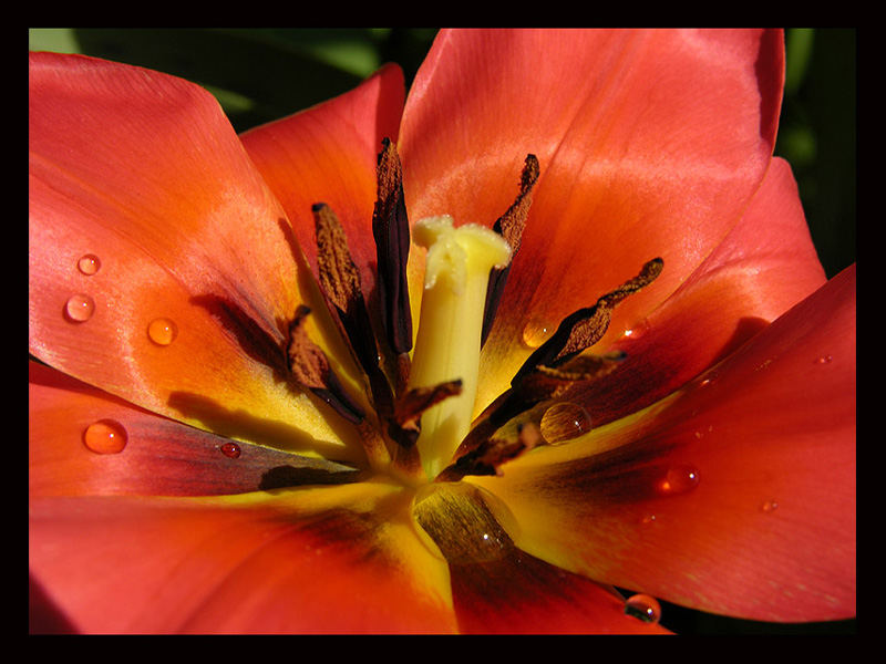 Tulpe mit Morgentau