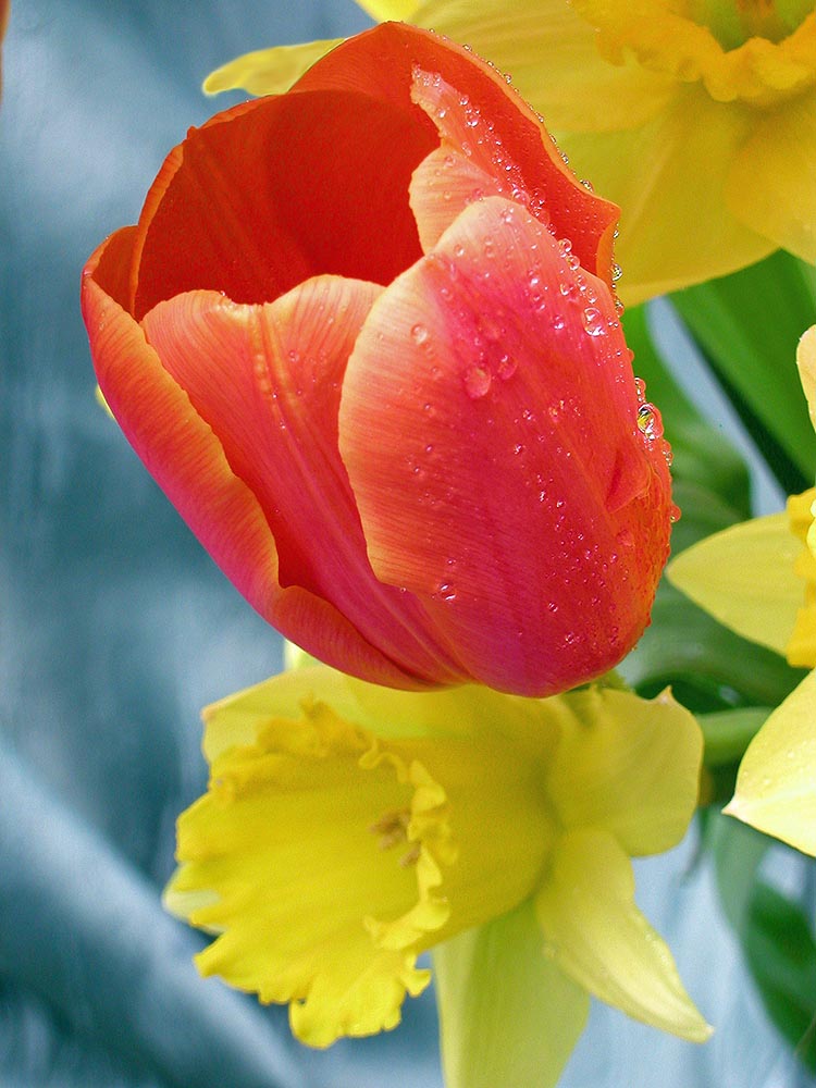 Tulpe mit Osterglocke