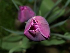 Tulpe mit Polle