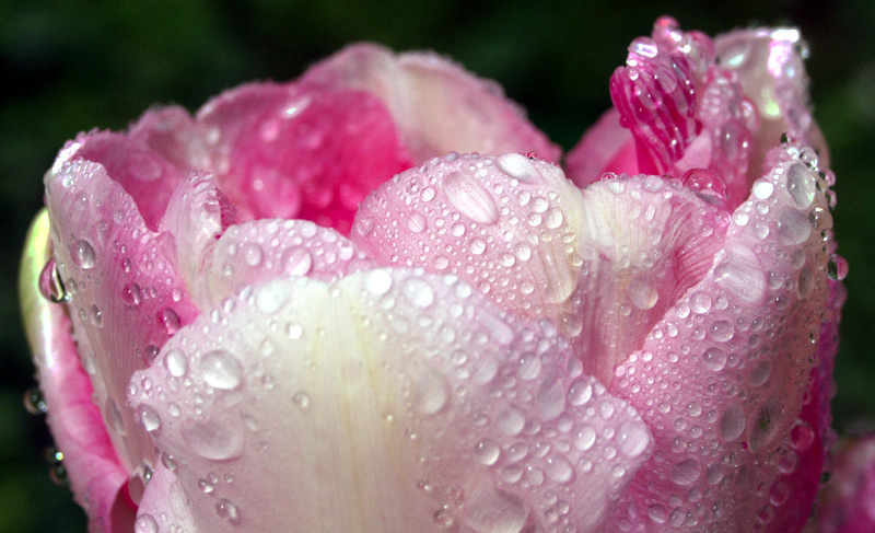 Tulpe mit Regenkrone