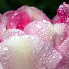 Tulpe mit Regenkrone