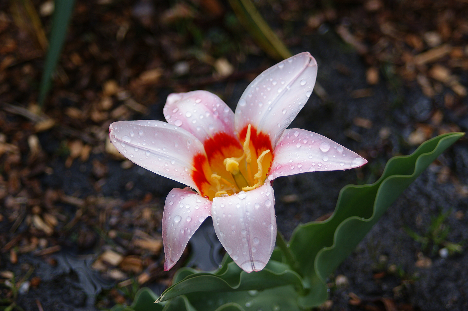 Tulpe mit Regentropfen