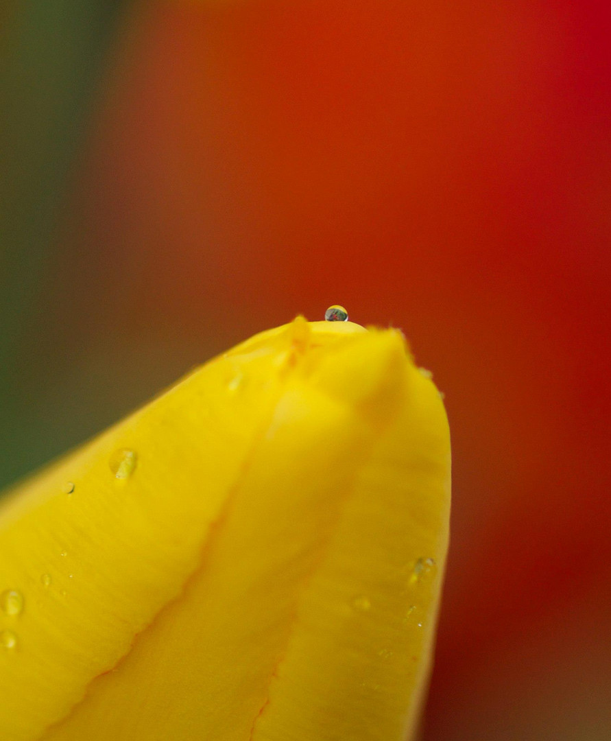 Tulpe mit Regentropfen