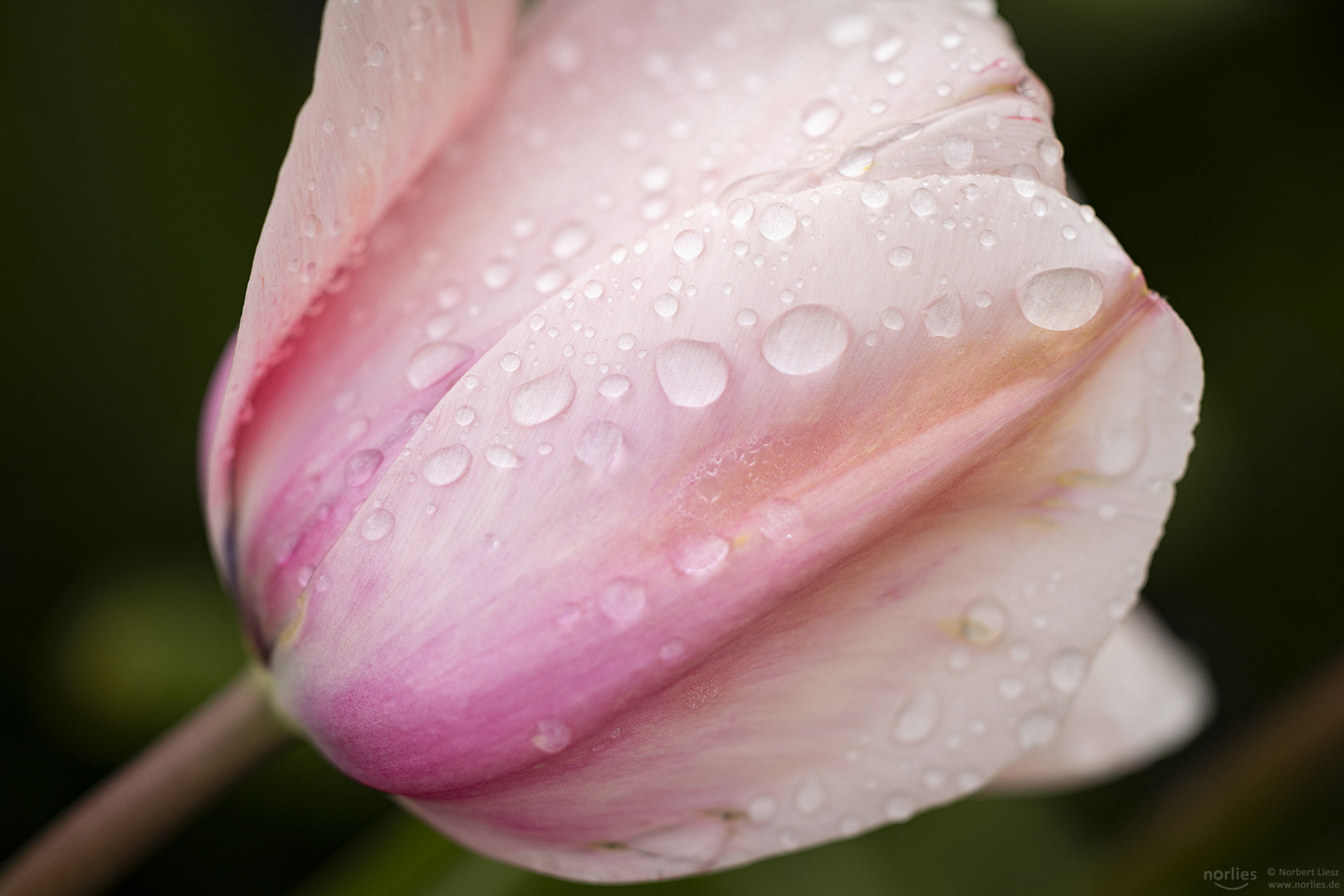 Tulpe mit Regentropfen