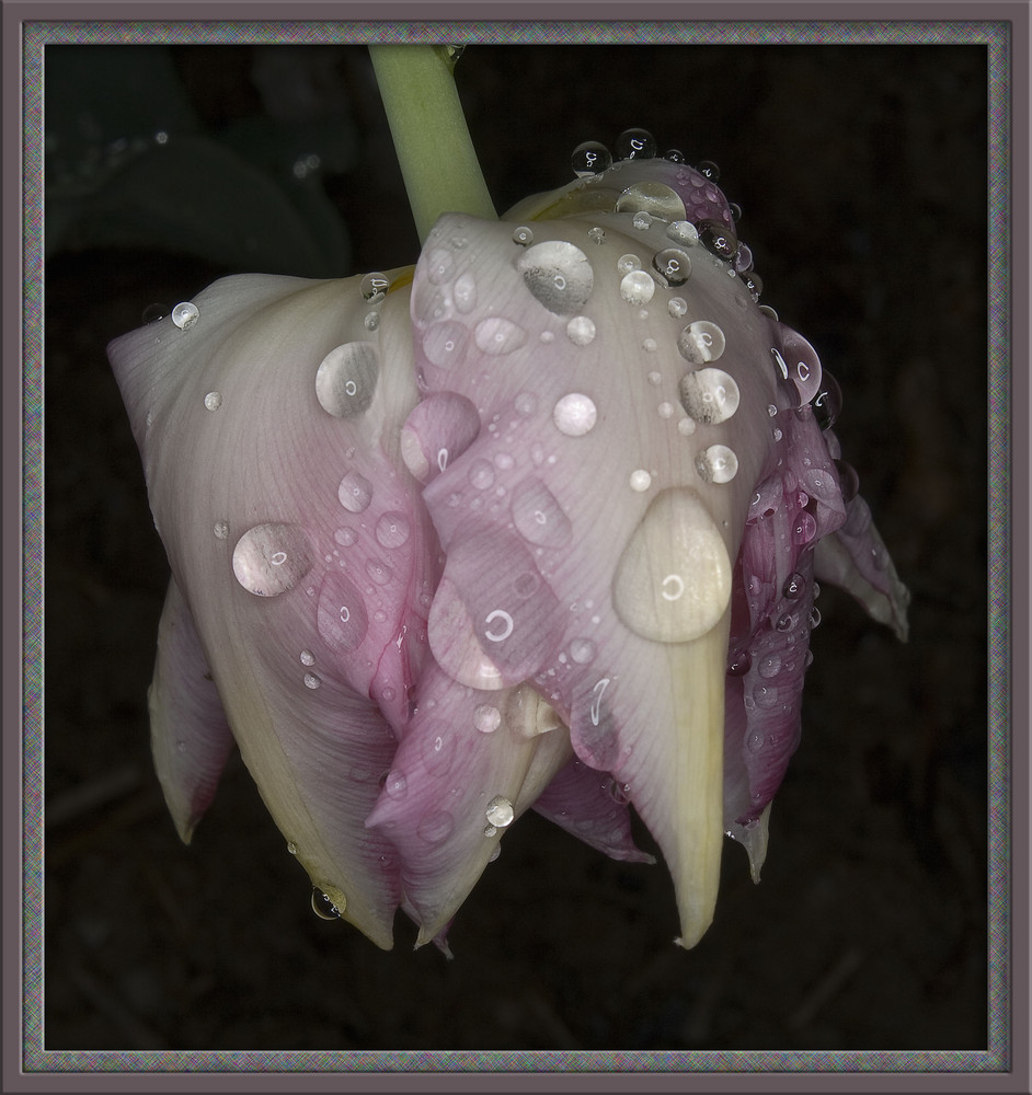 Tulpe mit Regentropfen