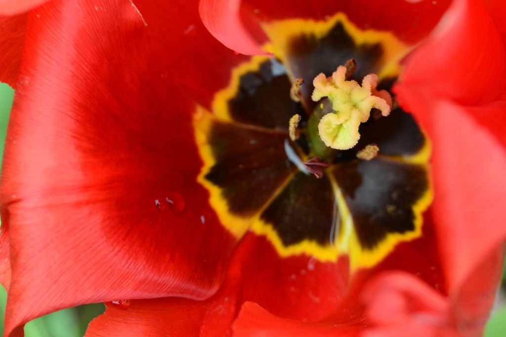 Tulpe mit Regentropfen