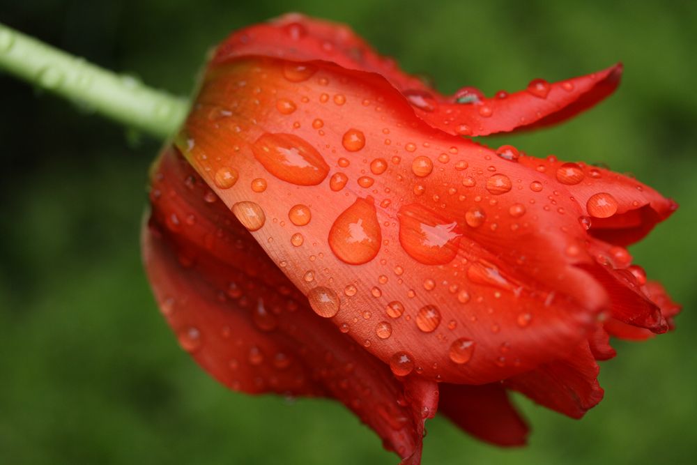 Tulpe mit Regentropfen