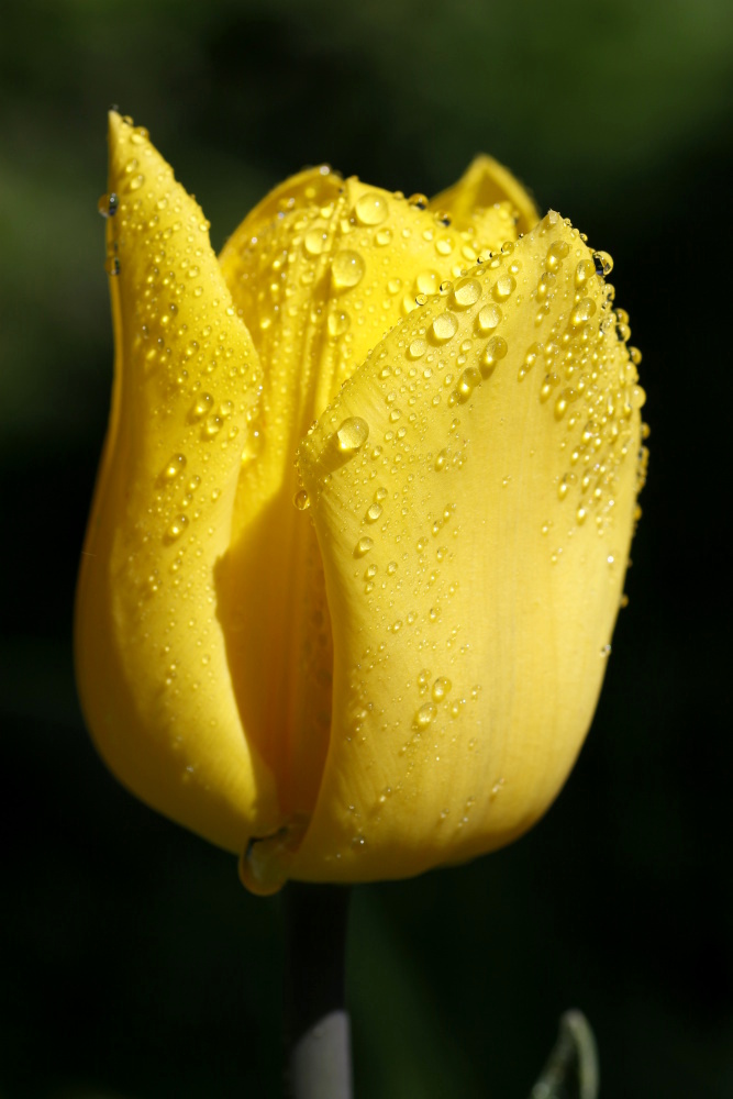 Tulpe mit Regentropfen