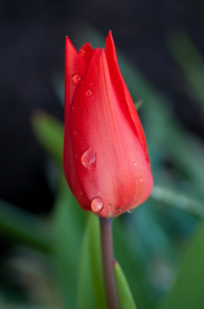 Tulpe mit Regentropfen