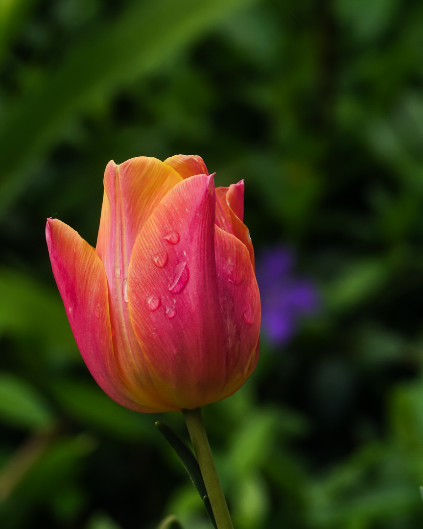 Tulpe mit Regentropfen