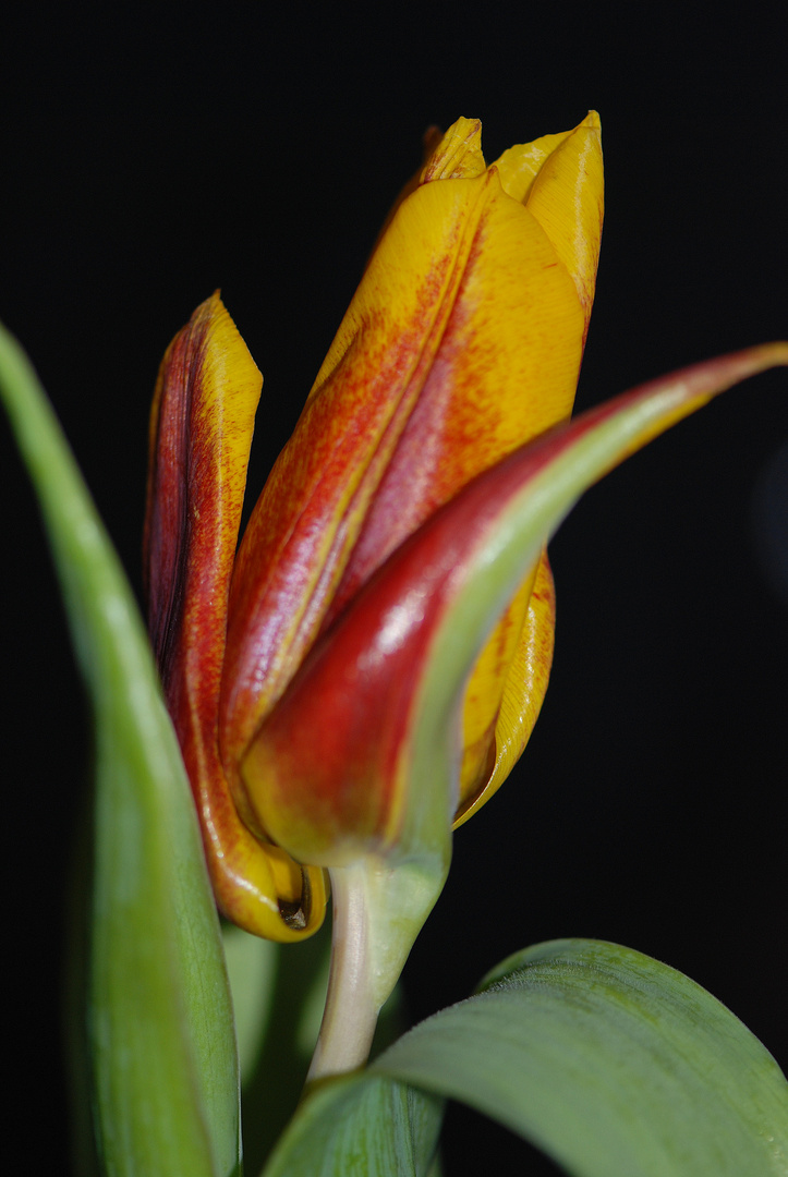 tulpe mit rot-grünem Einzelblatt