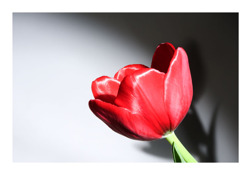 Tulpe mit Schatten