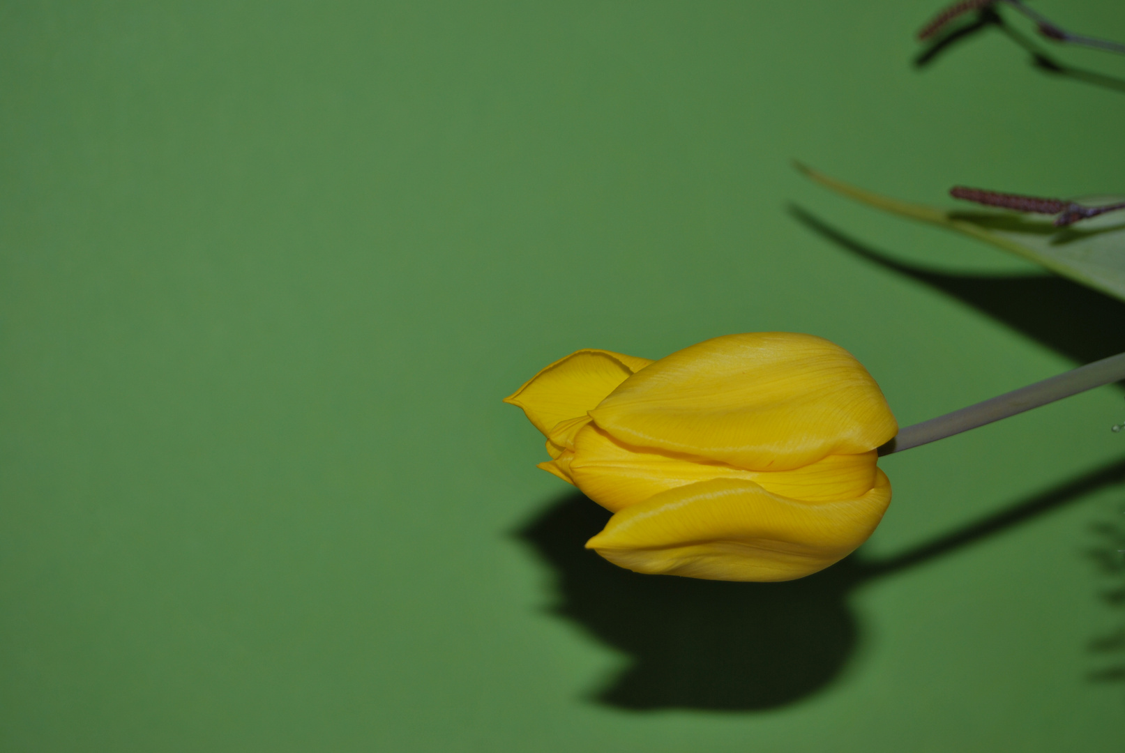 Tulpe mit Schatten