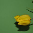 Tulpe mit Schatten