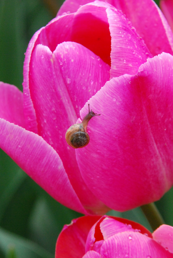 Tulpe mit Schnecke