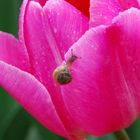 Tulpe mit Schnecke