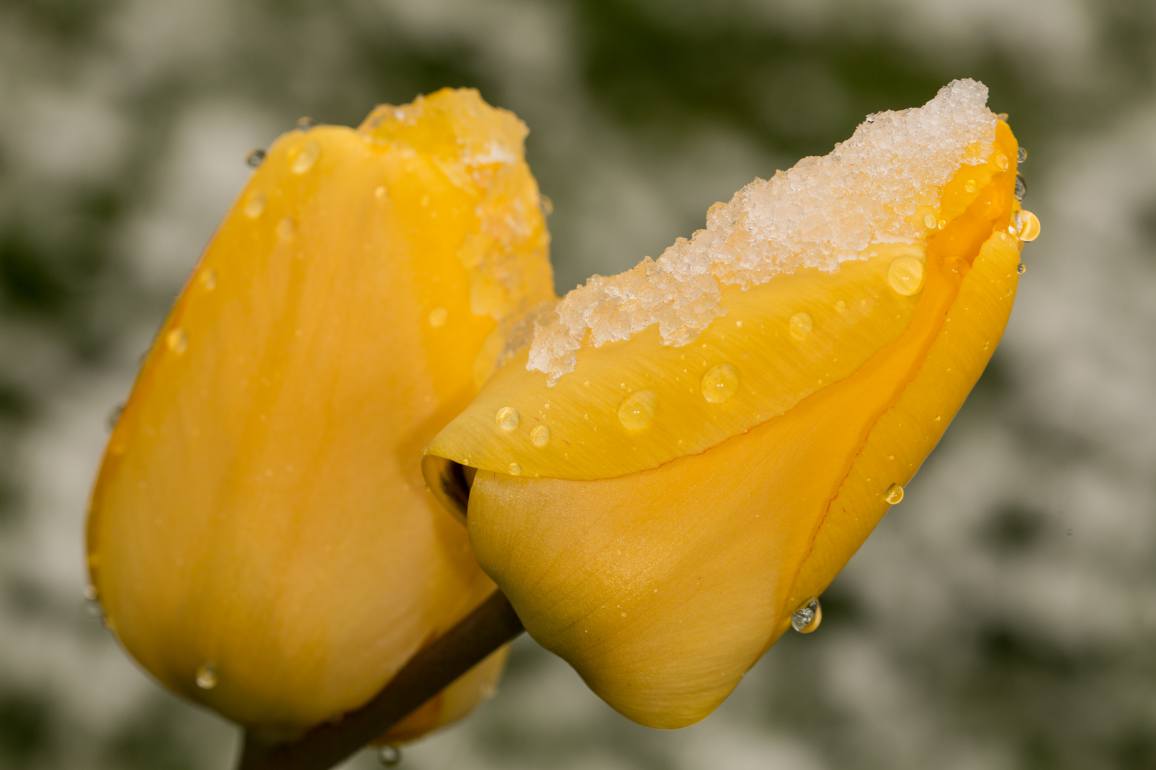 Tulpe mit Schnee